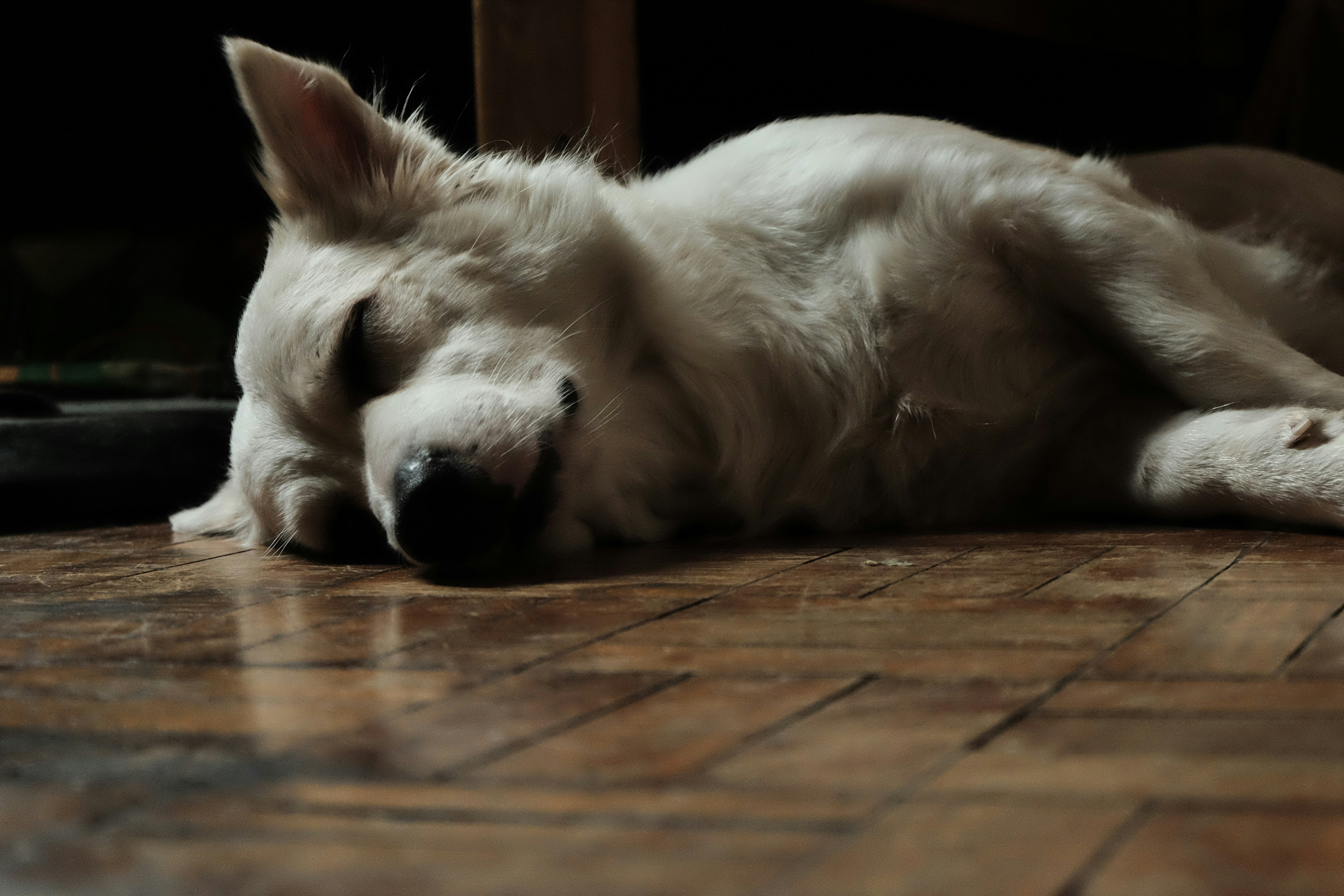 Co zrobić, gdy pies umrze w domu? Instrukcja krok po kroku