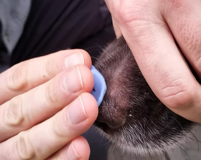 Odcisk nosa lub łapy